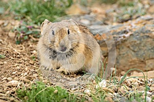 Pika stone burrow rodent