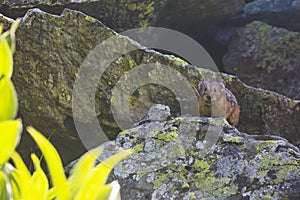 Pika on stone. Wild altai animal. Rodent