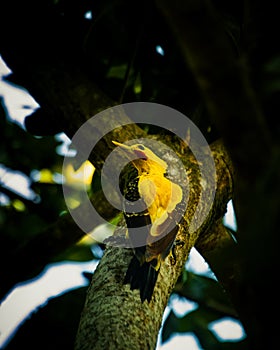 Pikachu woodpecker in the Amazon rainforests