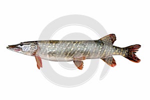 Pike