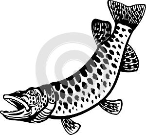 Pike - American Fishes - Logo Fish Vector, Fish Stencil