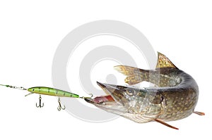 Pike and artificial bait