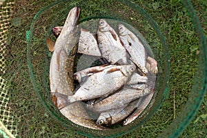 Pike and bream in a fishing cage. Fisherman& x27;s prey