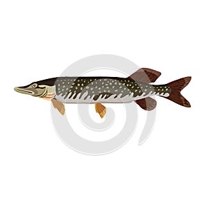 pike, brown river fish, predator, cartoon illustration, isolated object on a white background, vector