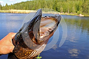 Pike caught