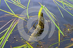 Pike caught on artificial bait