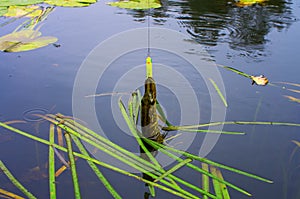 pike caught on artificial bait