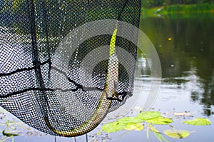 pike caught on artificial bait