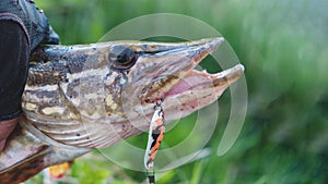 Pike caught by a fisherman