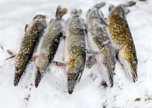 Pike caught by an ice fisherman, pike frosted from the cold