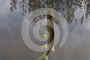 Pike caught on wobbler. Fishing on the lake