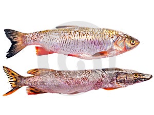 Pike and chub fish isolated on white background