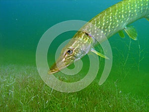 Pike esox