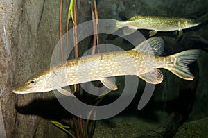 Pike (Esox lucius) photo