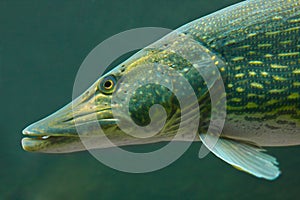 The Pike (Esox Lucius) photo