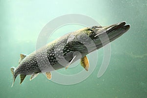 The Pike (Esox Lucius)