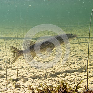 Pike Esox lucius fish underwater freshwater lake