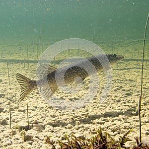 Pike Esox lucius fish underwater freshwater lake photo