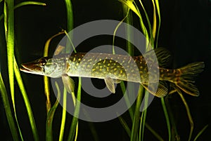 Pike, Esox lucius in the pond