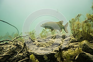 Pike fish