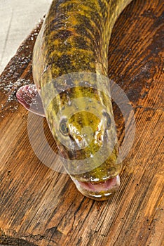 Pike fish