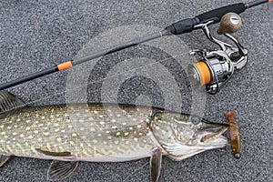 Pike fish on boat with fishing tackle