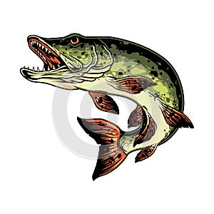 Pike fish colorful vintage concept