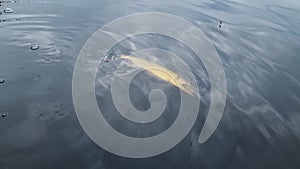 pike fish fighting in water hooked on hard bait lure