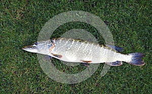 Pike fish on green grass, Lithuania
