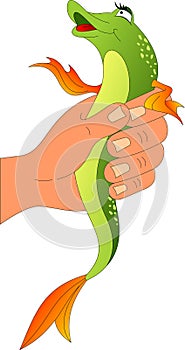 Pike fish in hand. Caught fish in hand.