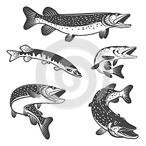Pike fish icons. Design elements for fishing club or team.