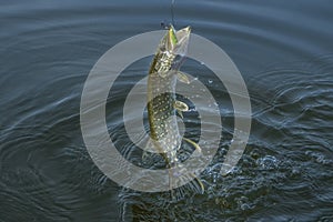 Pike fish jumping in water with splash. Fishing background