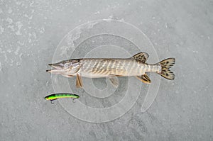 Pike fish lies on snow. Winter ice fishing concept