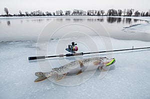 Pike fish lies on snow. Winter ice fishing concept