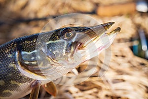 Pike fish portrait. Fishing fish predator