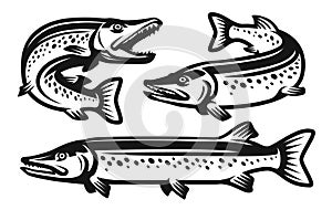 Pike fish set. Fishing, seafood symbol or logo. Vector illustration in monochrome style isolated on white background