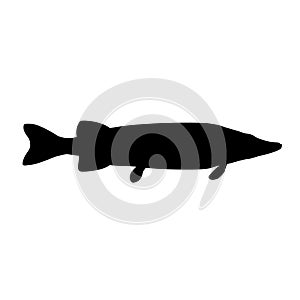 Pike fish silhouette