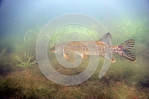 Pike fish