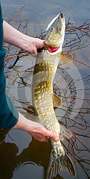 Pike fishing on the Arctic rivers