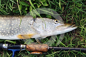 Pike fishing catch on the grass and fishing gear