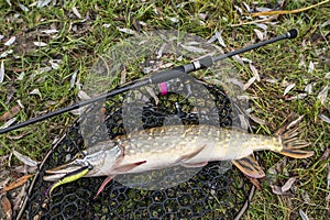 Pike fishing. Caught muskellunge fish with angling spinning tackle on landing net