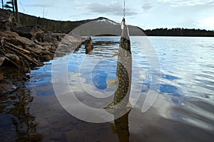 Pike fishing fast North mountain rivers