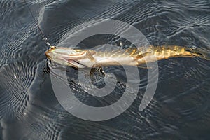 Pike fishing for spinning in the lake