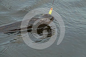 Pike fishing for spinning in the lake