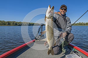 Pike fishing. Successful fisherman hold muskie fish