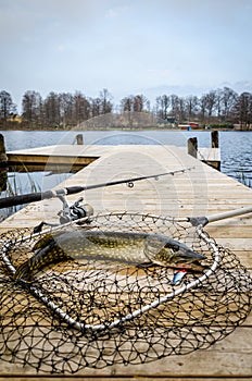 Pike fishing trophy in vertical view