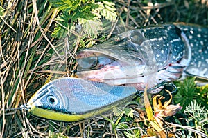 Pike on grass with bait in a mouth