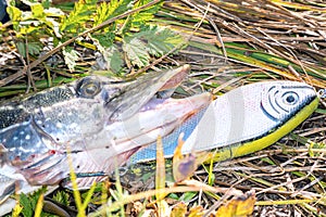 Pike on grass with bait in a mouth