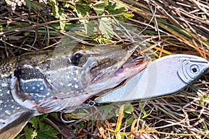 Pike on grass with bait in a mouth
