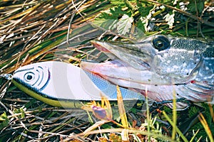 Pike on grass with bait in a mouth